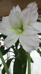 2011051708530000アマリリス.jpg